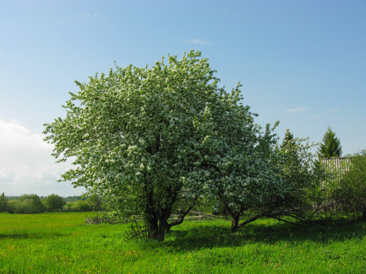 518335 (a): :1600x1200